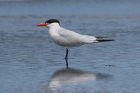 Caspian Tern by Mick Dryden