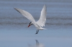 Caspian Tern by Mick Dryden Caspian Tern by Mick Dryden