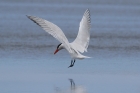 Caspian Tern by Mick Dryden