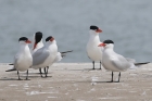 Caspian Terns by Mick Dryden Caspian Terns by Mick Dryden