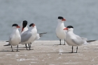 Caspian Terns by Mick Dryden