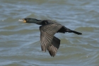 Double crested Cormorant by Mick Dryden