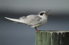 Forster's Tern by Mick Dryden