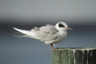 Forster's Tern by Mick Dryden