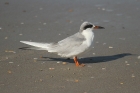 Forster's Tern by Mick Dryden Forster's Tern by Mick Dryden