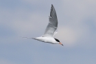 Forster's Tern by Mick Dryden Forster's Tern by Mick Dryden