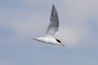 Forster's Tern by Mick Dryden