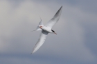 Forster's Tern by Mick Dryden