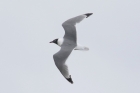 Franklin's Gull by Mick Dryden