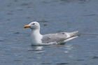 Glaucous-winged Gull by Mick Dryden