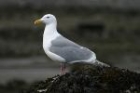 Glaucous winged Gull by Mick Dryden