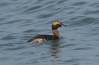 Horned Grebe by Mick Dryden