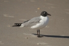 Laughing Gull by Mick Dryden Laughing Gull by Mick Dryden