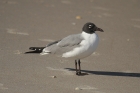 Laughing Gull by Mick Dryden