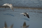 Laughing Gull by Mick Dryden