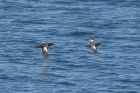 Pigeon Guillemot by Mick Dryden