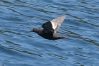 Pigeon Guillemot by Mick Dryden