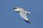 Ring billed Gull by Mick Dryden