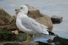 Ring-billed Gull by Mick Dryden