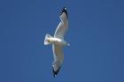 Ring-billed Gull by Mick Dryden