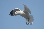 Ring-billed Gull by Mick Dryden