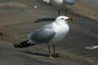 Ring-billed Gull by Mick Dryden