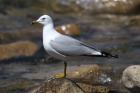 Ring-billed Gull by Mick Dryden