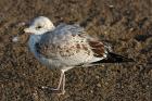 Ring-billed Gull by Mick Dryden