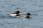 Red breasted Merganser by Mick Dryden Red breasted Merganser by Mick Dryden