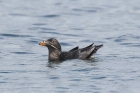Rhinoceros Auklet by Mick Dryden