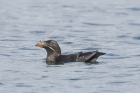 Rhinoceros Auklet by Mick Dryden Rhinoceros Auklet by Mick Dryden