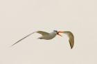 Royal Tern by Romano da Costa