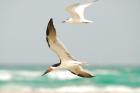 Black Skimmer by Romano da Costa