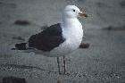 Western Gull by Mick Dryden Western Gull by Mick Dryden