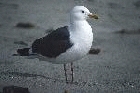 Western Gull by Mick Dryden