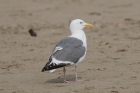 Western Gull by Mick Dryden