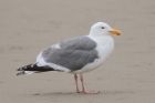 Western Gull by Mick Dryden Western Gull by Mick Dryden