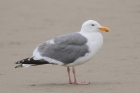 Western Gull by Mick Dryden