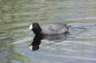 American Coot by Mick Dryden