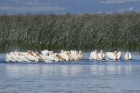 American White Pelicans by Mick Dryden