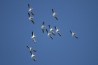 American White Pelican by Mick Dryden