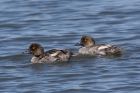 Barrow's Goldeneye by Mick Dryden