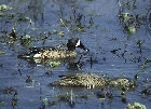 Blue winged Teal by Mick Dryden