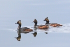 Black-necked Grebes by Mick Dryden