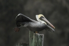 Brown Pelican by Mick Dryden