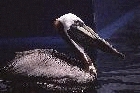 Brown Pelican by Mick Dryden Brown Pelican by Mick Dryden