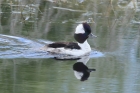 Bufflehead by Mick Dryden