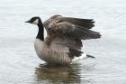 Canada Goose by Mick Dryden