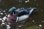 Wood Duck by Mick Dryden