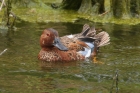 Cinnamon Teal by Mick Dryden